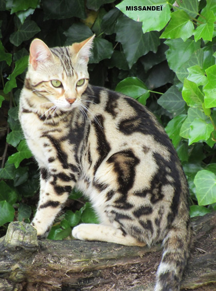 bengal marble